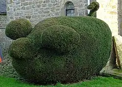 A topiary pig in Halton, Northumberland