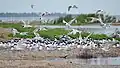 Breeding colony in Tuzly Lagoons National Nature Park, Ukraine