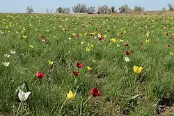 Tulip steppe, Nuvouzensky District