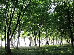 Yantarny Park, a protected area of Russia, in Svetlogorsky District