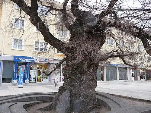 The Old Elm in 2019 after it got infected by the Dutch Elm disease. Featuring a cemented stem and a crown almost completely devoid of green leaves
