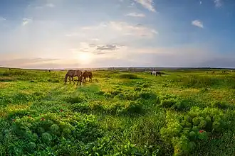Ukrainian Steppe Nature Reserve