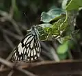 Wet-season form in Beit She'an Valley, Israel