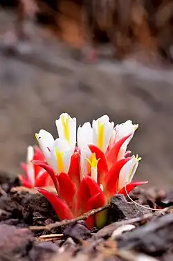 White angel flower on Phu Phon Thong, Senangkhanikhom