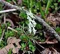 Corydalis vittae