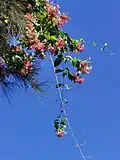 Climbing plant in flower