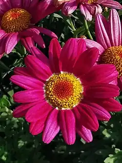 Red rays; resembles 'Bonmadcher'[4]