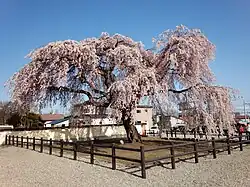 Hokkameji weeping cherry tree