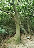 Form of the buttress root
