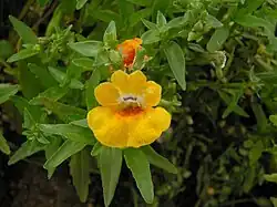 A yellow cultivar