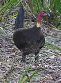 An Australian Brushturkey in the national park