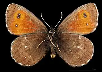 Erebia euryale adyte ♂ △
