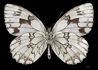 Melanargia lachesis ♂ △