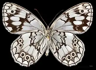 Melanargia larissa ♂ △