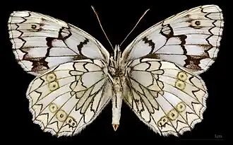 Melanargia russiae japygia ♀ △