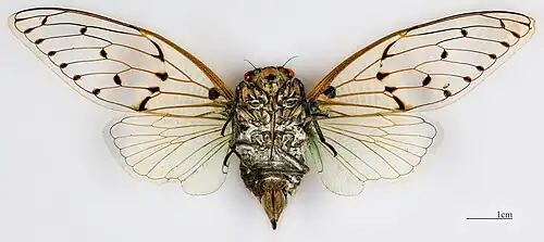 ♀ △ MHNT