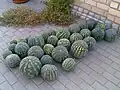 Kherson watermelons