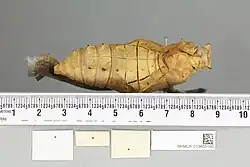 Ornithoptera chimaera chimaera, pupa dorsal view