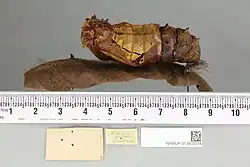 Ornithoptera paradisea pupa, dorsal view