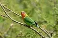 Fischer's lovebird in the Serengeti National Park, Tanzania