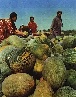 Harvesting hami melon at Hami in 1965