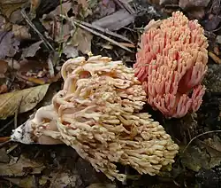 Ramaria neoformosa