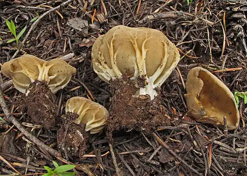 H. acetabulum