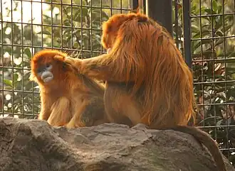 Golden snub-nosed monkeys