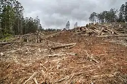 Present day deforestation in Toolangi State Forest.