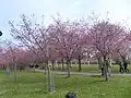 The Cherry Tree Park (Kirsikkapuisto) in Roihuvuori area