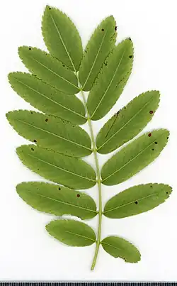 Leaf structure
