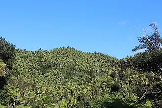 Sierra palm forest near the summit.