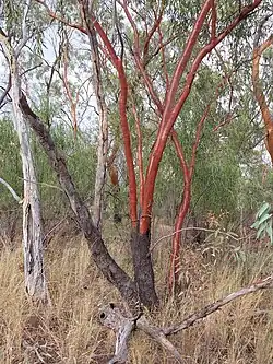 Eucalyptus ochrophloia - yapunyah