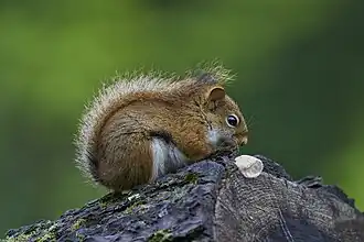 American red squirrel