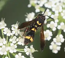 ♀ – Dorsal view from behind