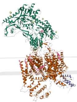 Calcium channel alpha-1 and alpha-2-delta subunits with gabapentin