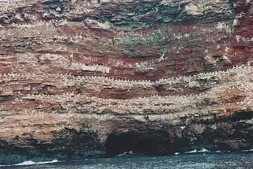 Support one of the six Northern Gannet Colonies in North America[2]