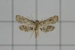 Parapoynx crisonalis