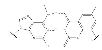 Adenine forms two hydrogen bonds with expanded thymine.