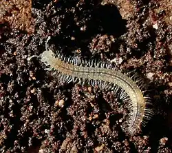 A cave-adapted millipede found in Mammoth cave