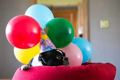 Birthday hat on a dog