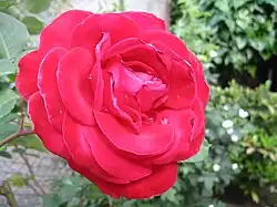 Red rose