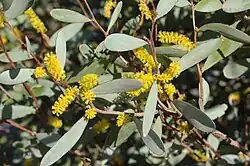 Branches of a bush with narrow gray-green leaves and cylindrical clusters of small yellow flowers