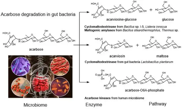 secretion of gut bacterial enzymes inhibit acarbose.