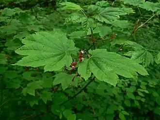 Vine maple