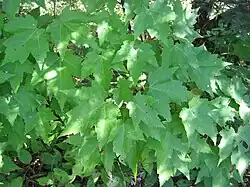 Acer rubrum leaves