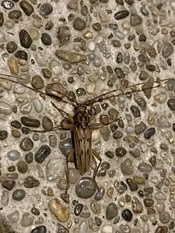 Achryson lineolatum, Ecuador