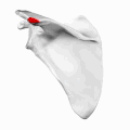 Left scapula. Animation. Acromial angle is shown in red.