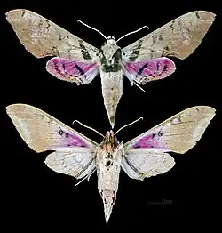 Adhemarius gannascus