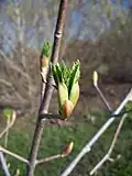 Buds opening in February